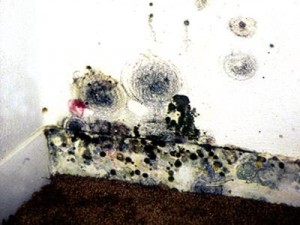 mold-pic